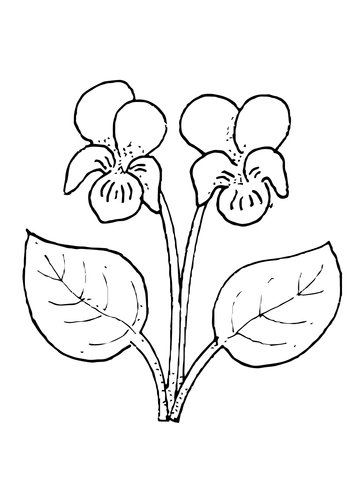 Violet coloring pages printable for free download