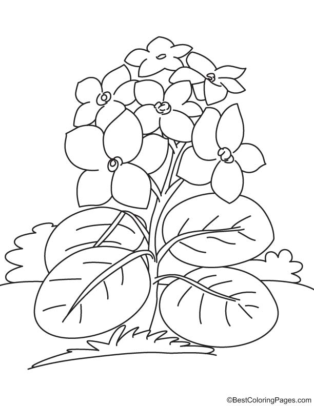 Mon violet coloring page download free mon violet coloring page for kids best coloring pages