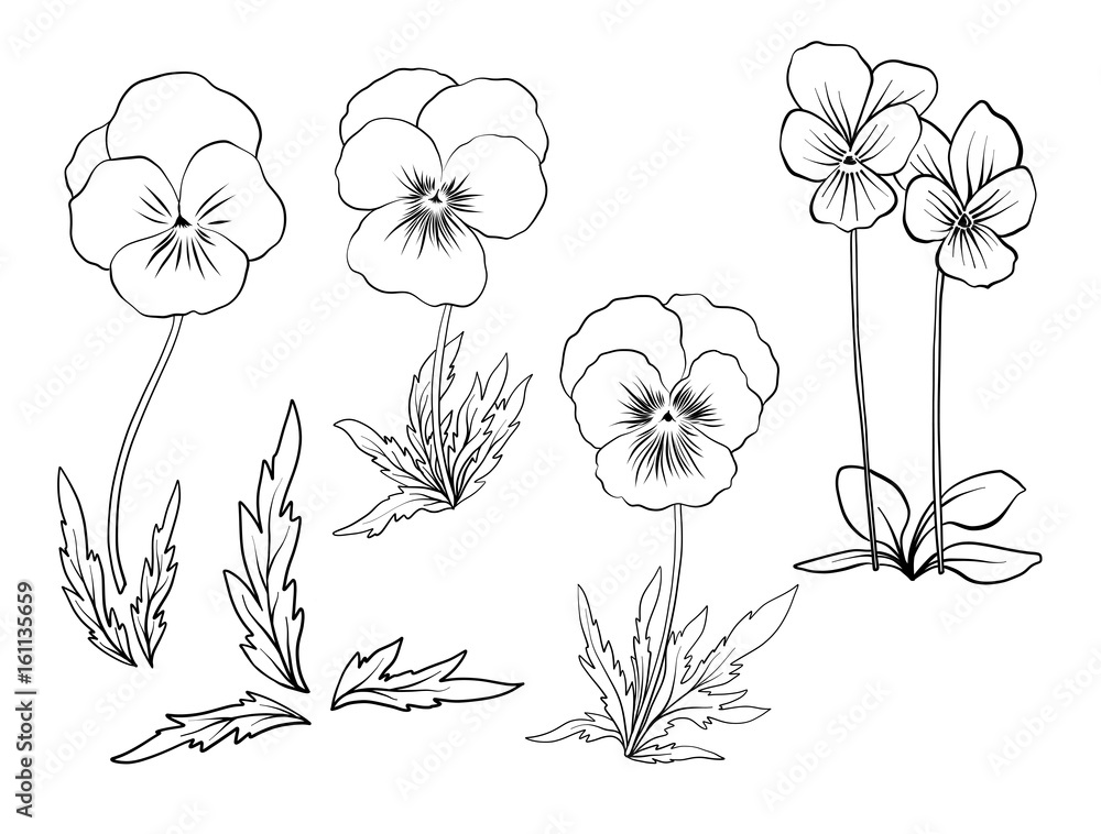 Violet flowers set of outline flowers line vector illustration outline hand drawing coloring page for coloring book vector