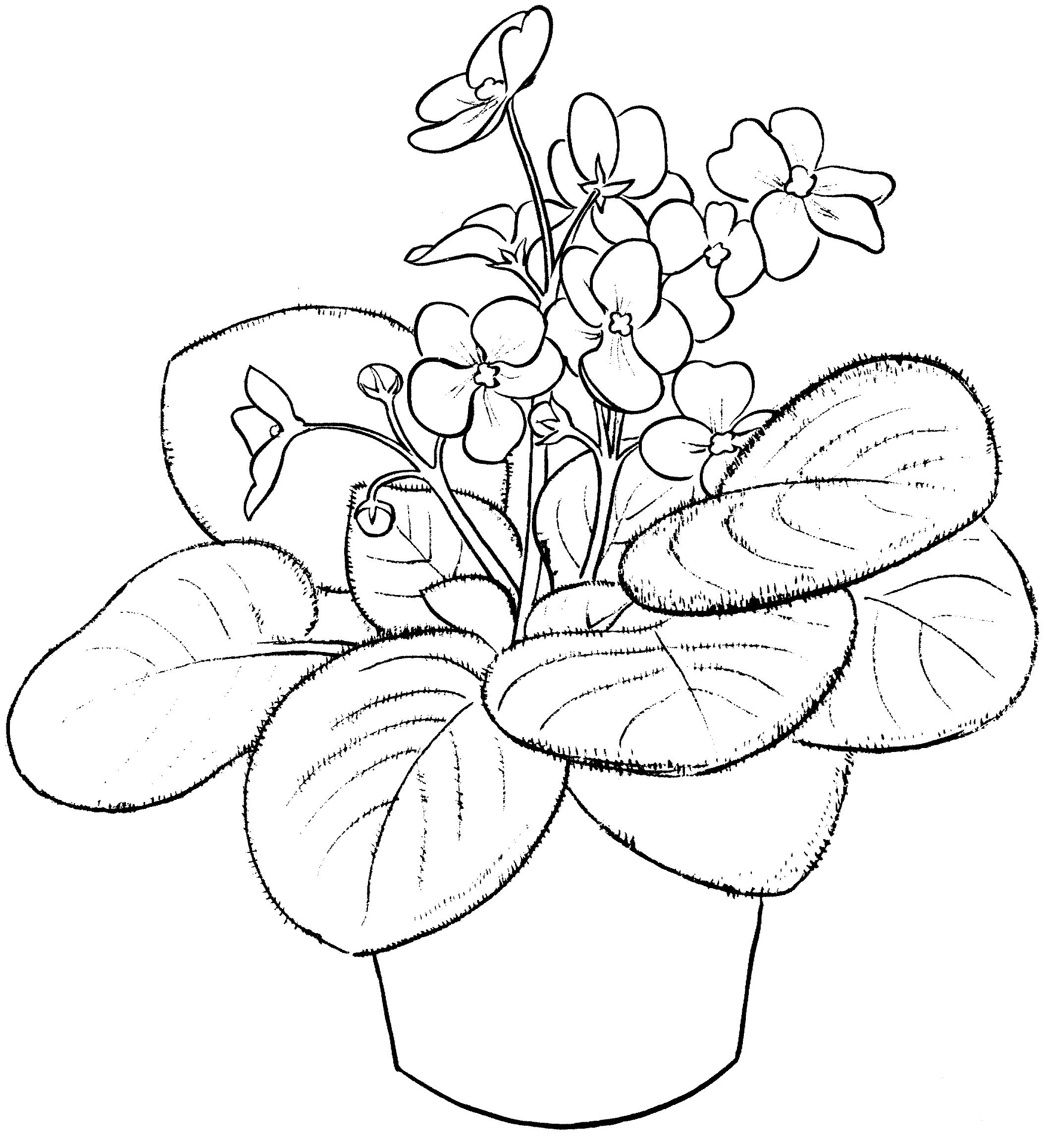 Violet coloring pages