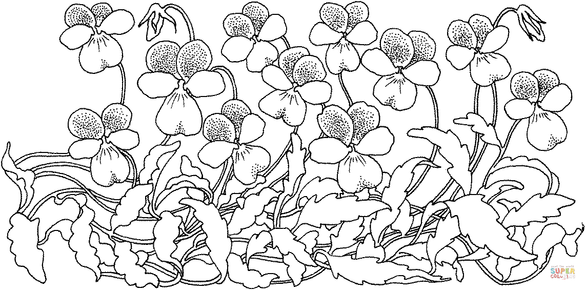 Wood violet coloring page free printable coloring pages