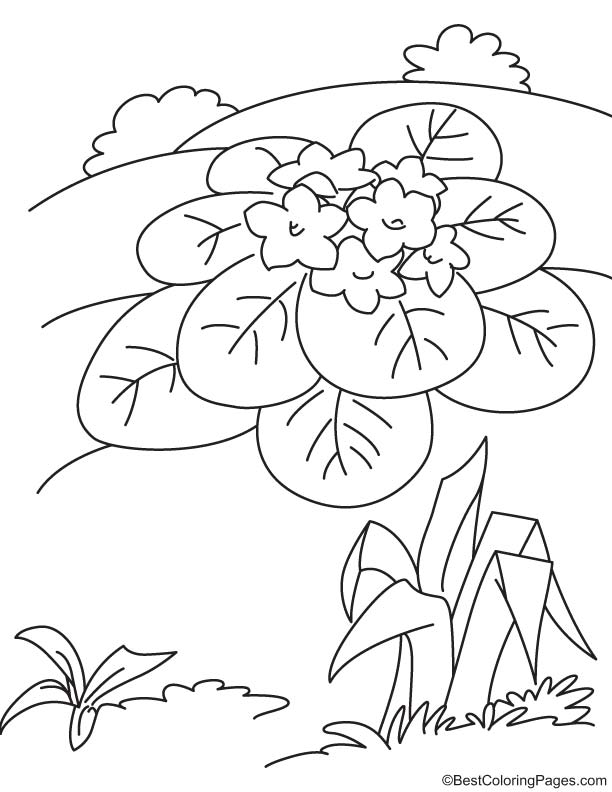 Violet flower coloring page download free violet flower coloring page for kids best coloring pages