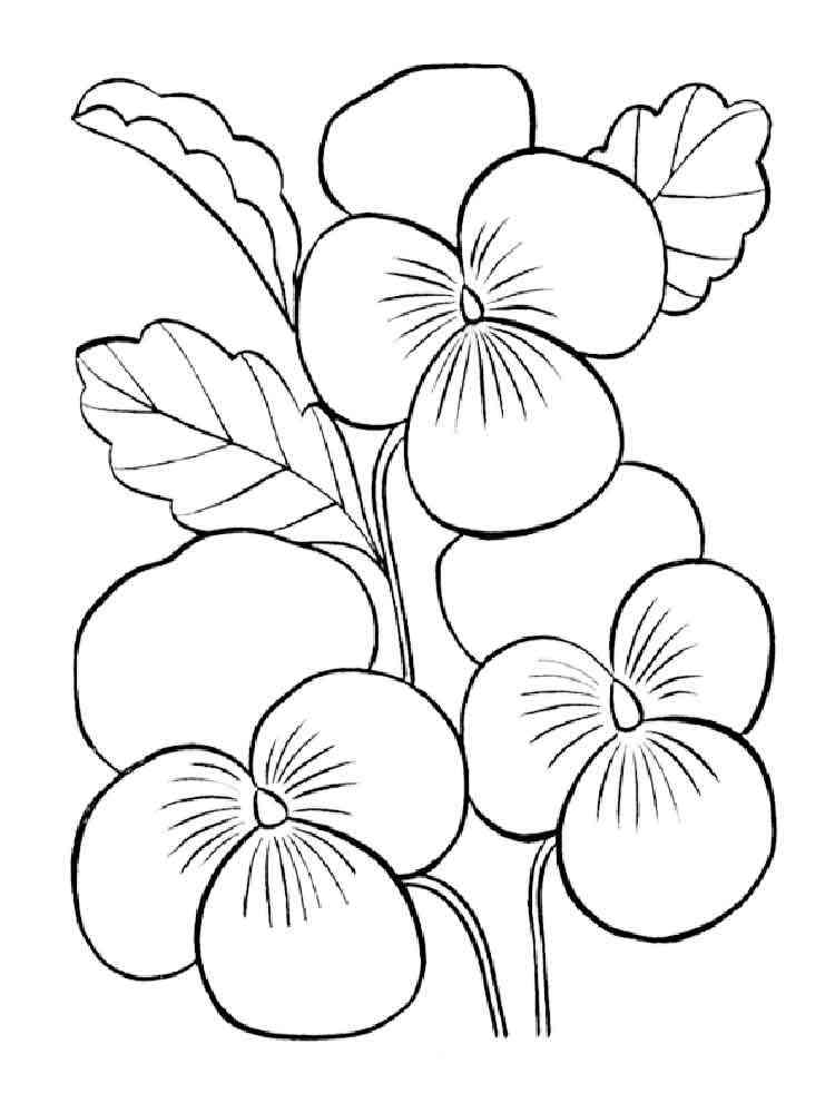 Violet coloring pages