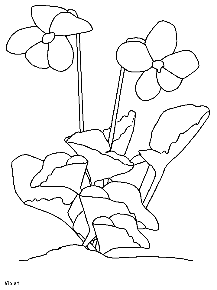 Violet coloring pages