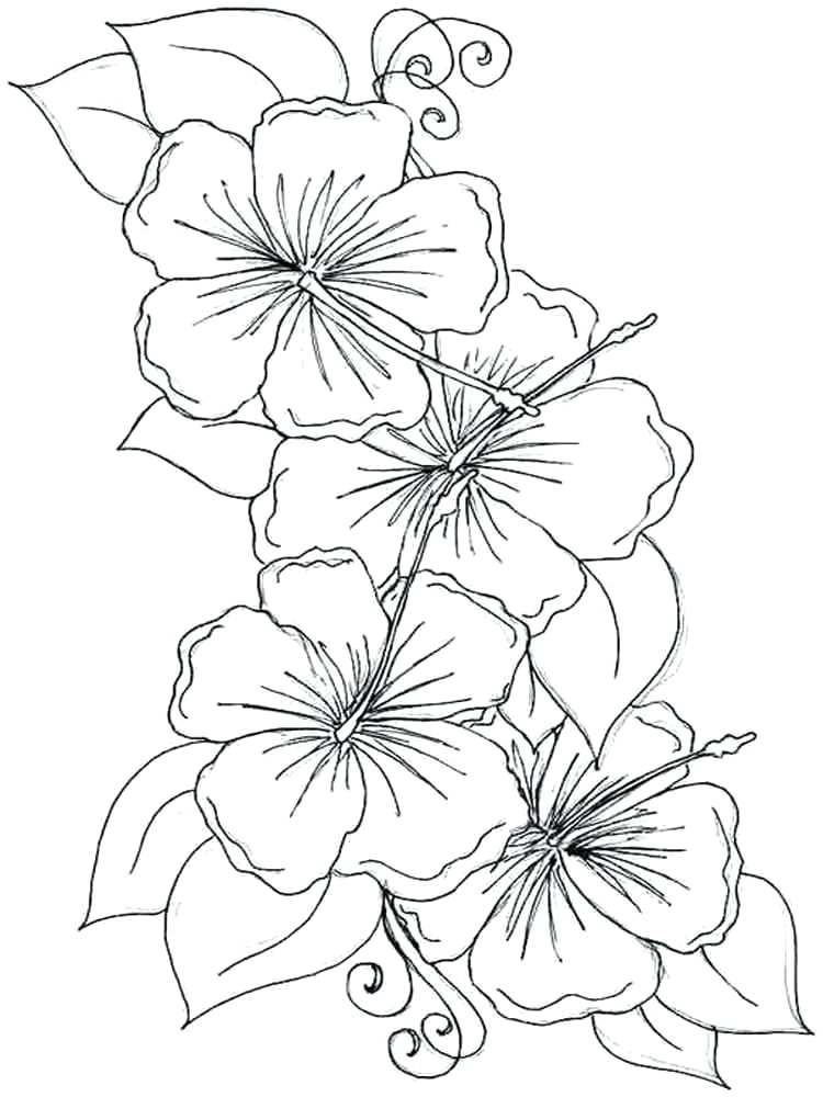 Violet coloring pages