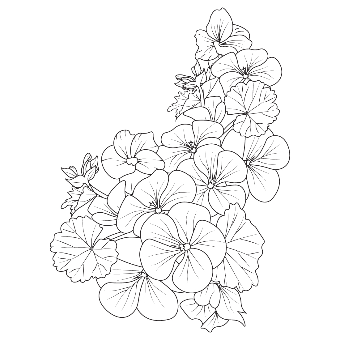 Geranium flower bouquet pelargonium geranium geranium drawing geranium drawing easy flower cluster drawing easy flower coloring pages cute flower coloring pages