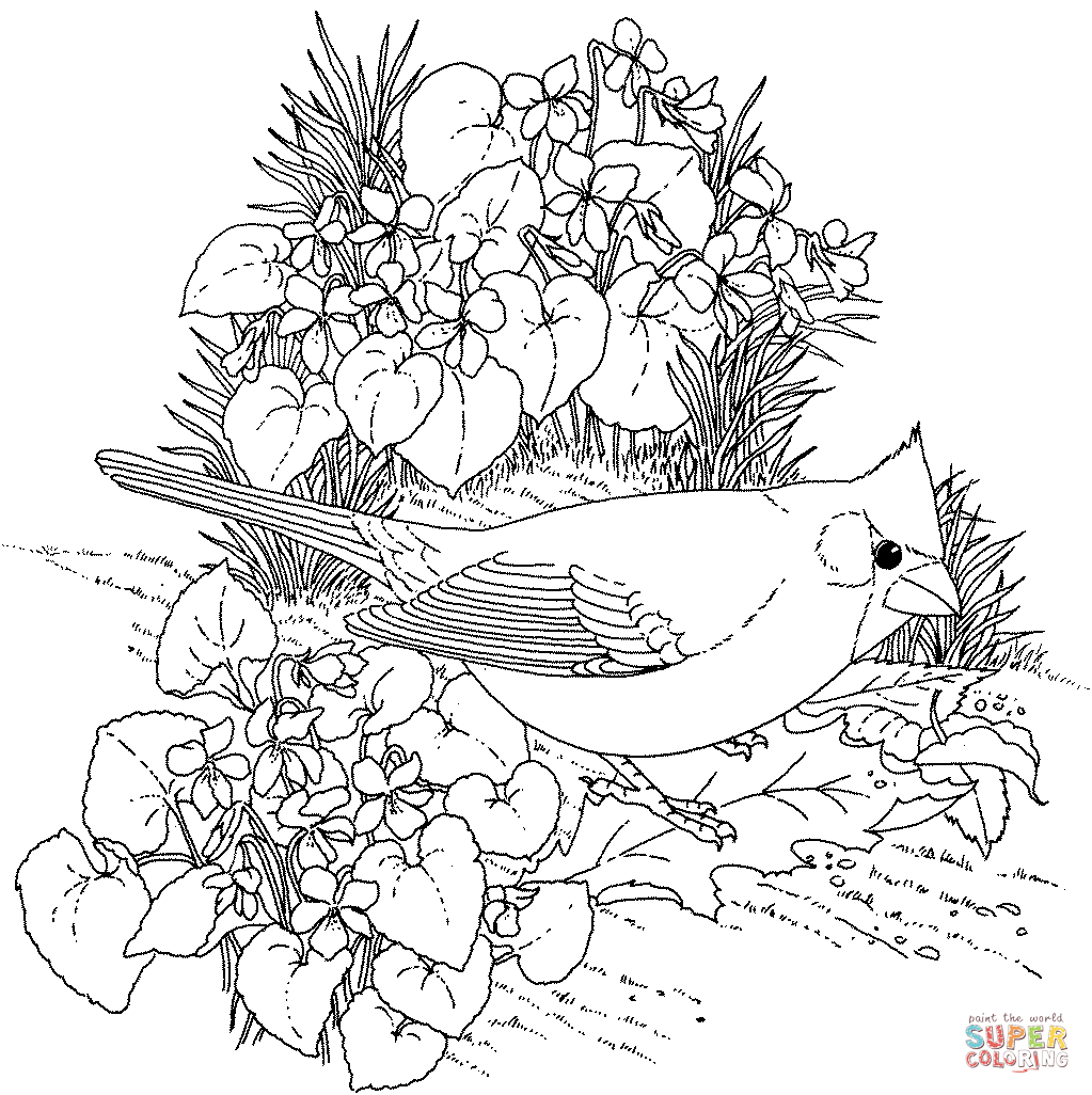 Northern cardinal and violet illinois bird and flower coloring page free printable coloring pages