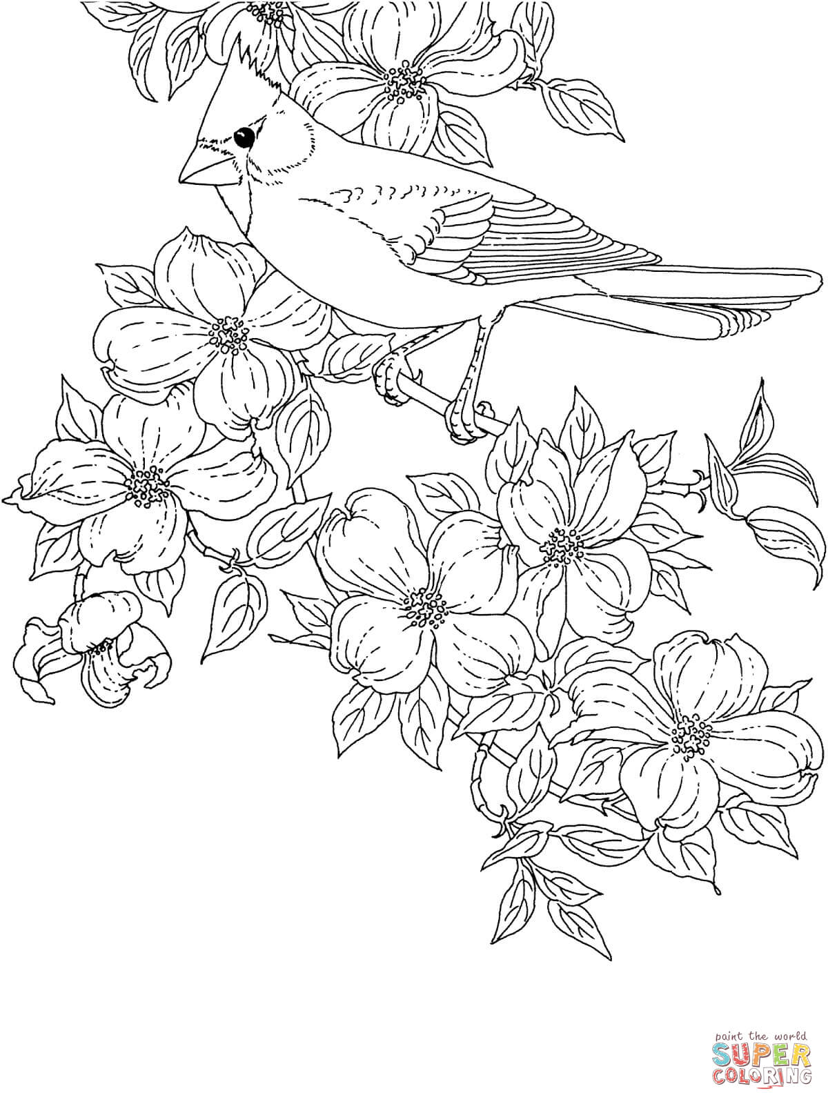 Cardinal bird and flowering virginia state flower coloring page free printable coloring pages