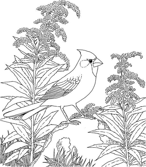 Cardinal bird in the wood coloring page coloring sun bird coloring pages horse coloring pages online coloring pages