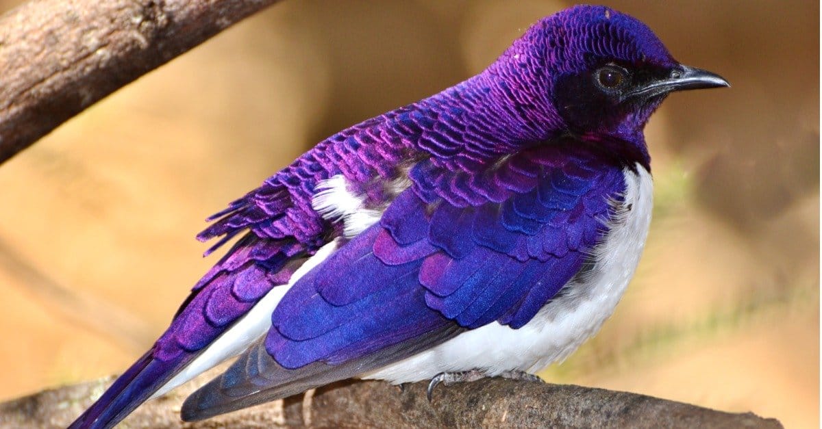 Discover purple birds with pictures and facts about each