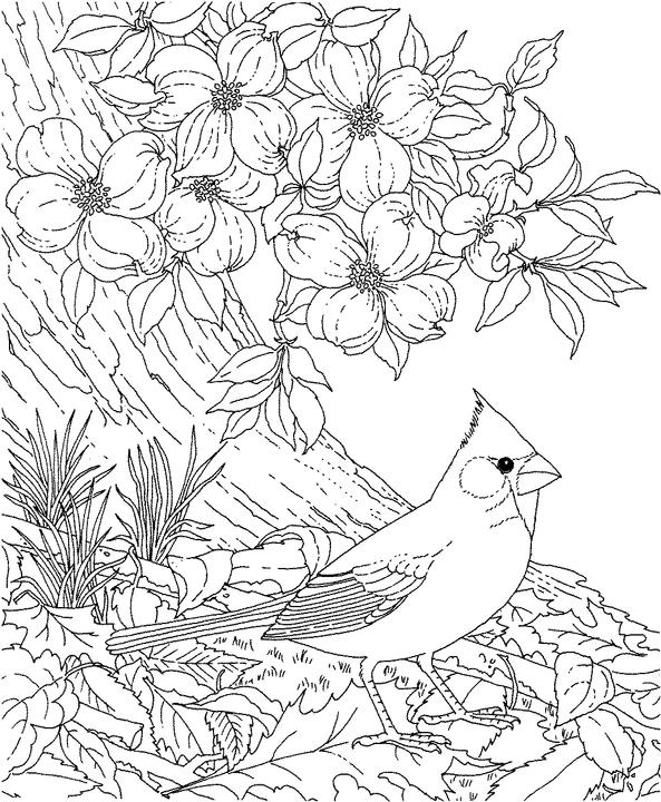 North carolina cardinal coloring page purple kitty