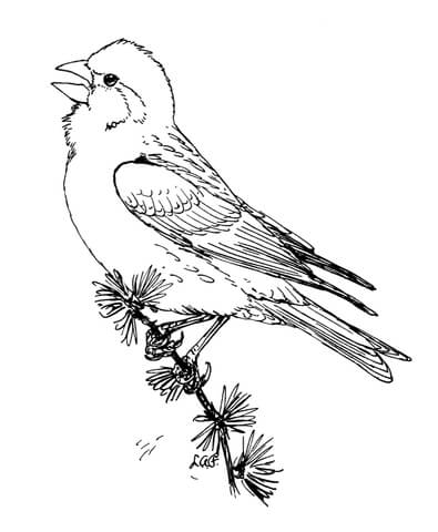 Purple finch coloring page free printable coloring pages