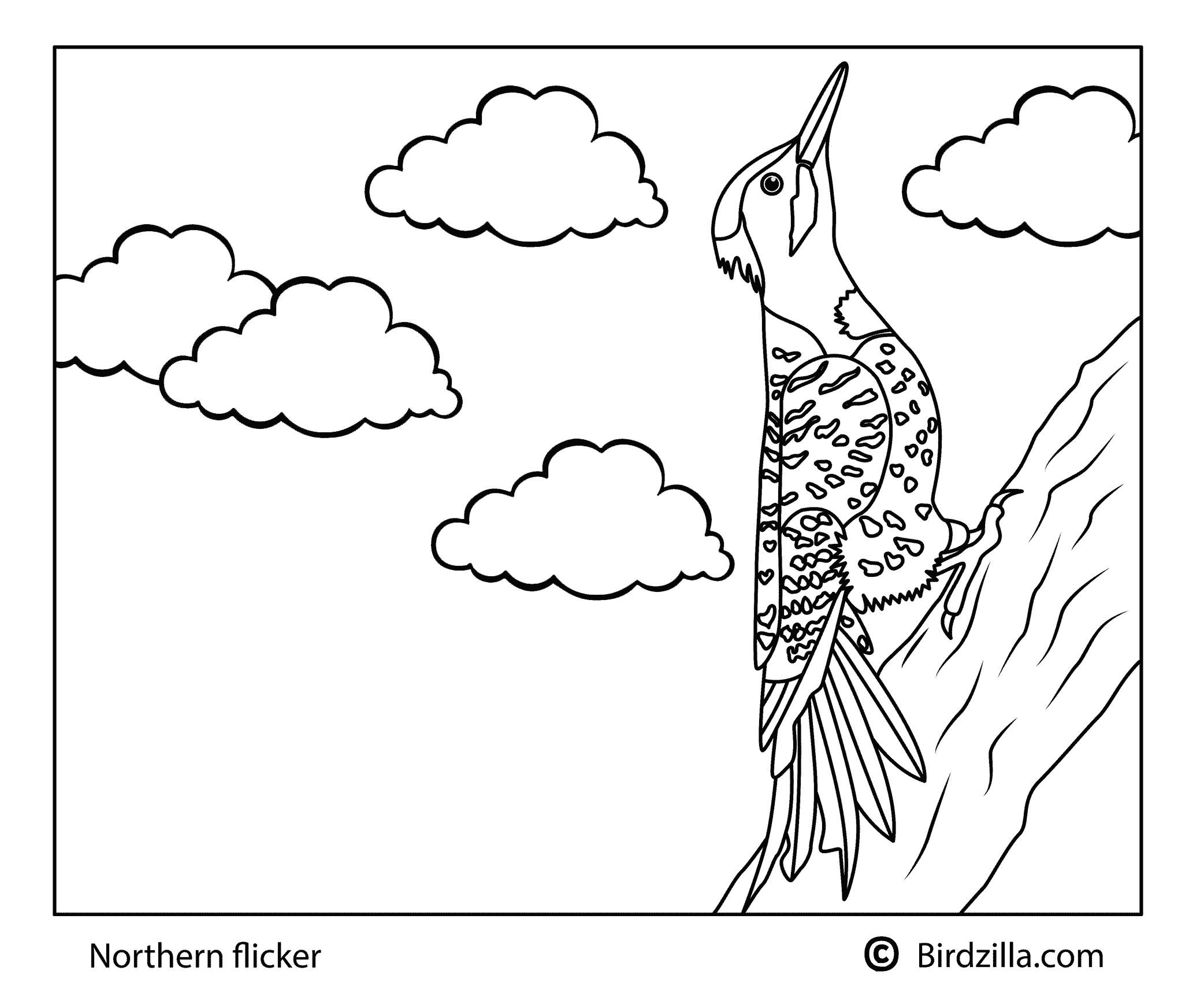 Bird coloring pages