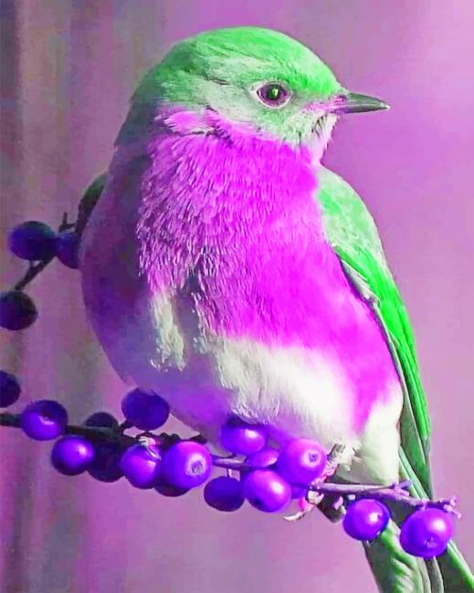 Purple are cardinal bird