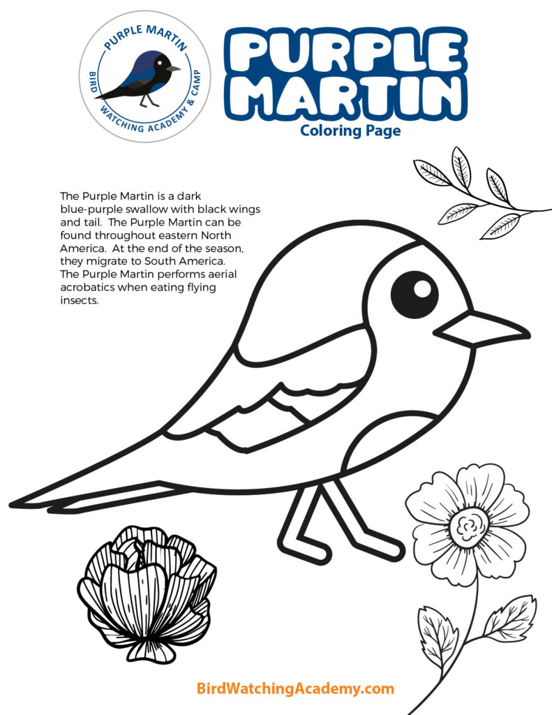 Purple martin coloring page