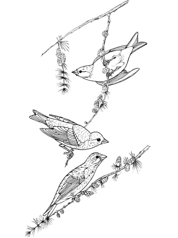 Purple finch birds coloring page free printable coloring pages