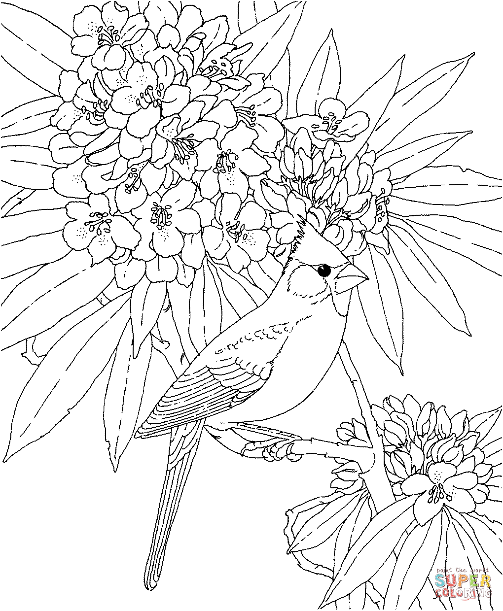 Cardinal and rhododendron west virginia bird and flower coloring page free printable coloring pages