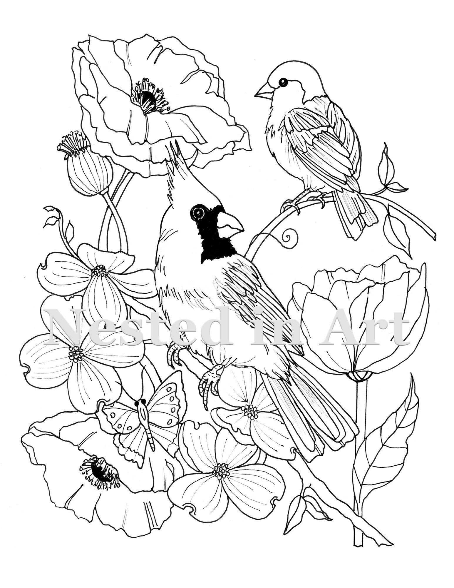 New adult coloring page cardinal and sparrow with dogwood and poppies digital download