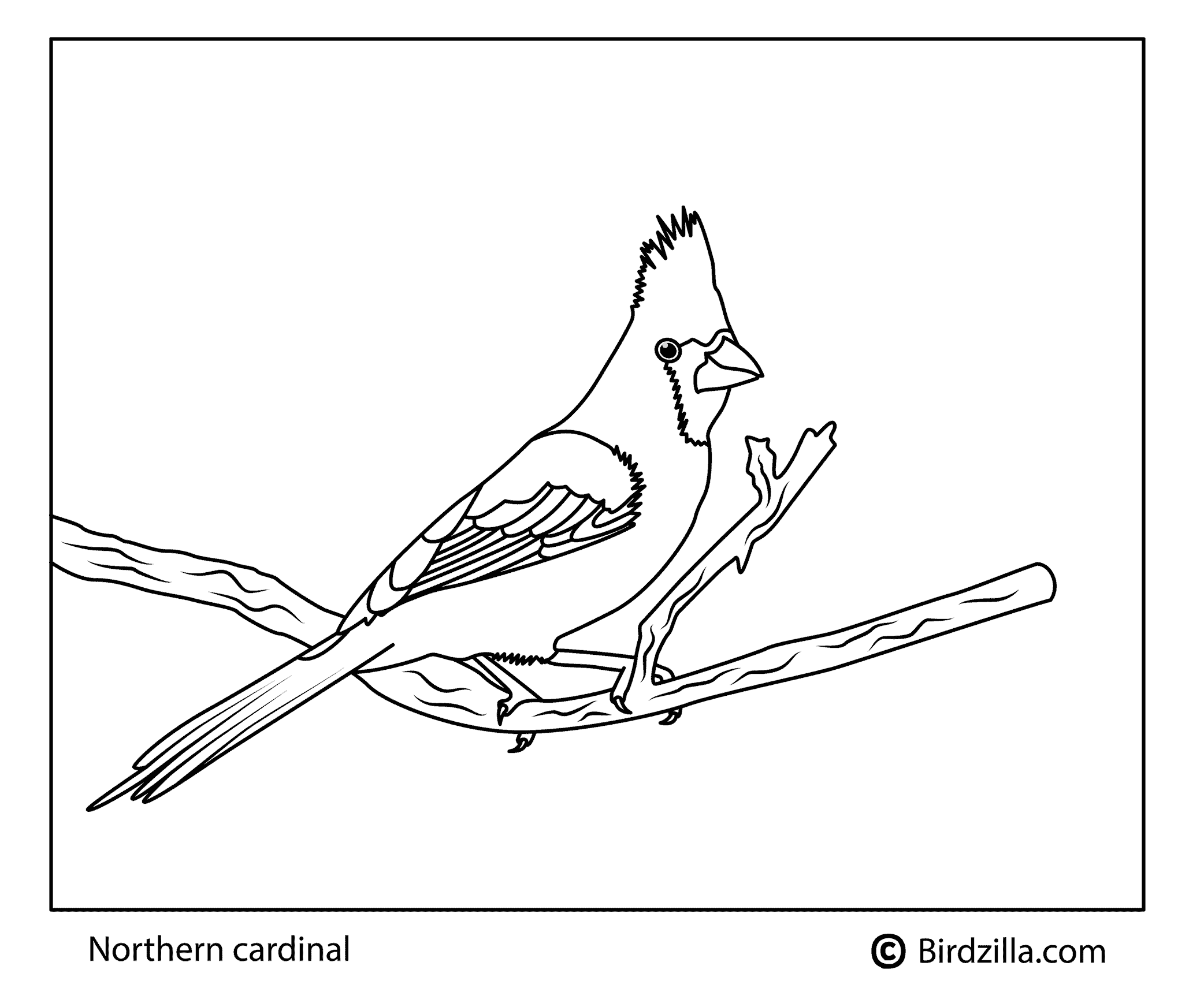 Bird coloring pages