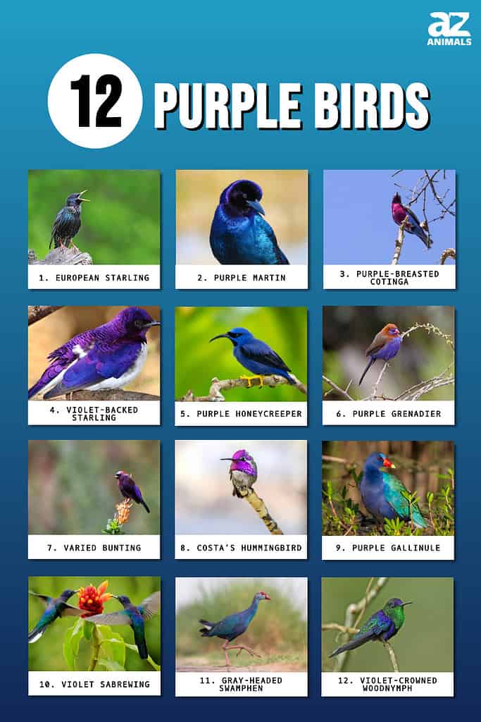 Discover purple birds with pictures and facts about each