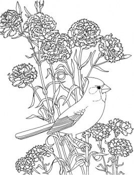 Cardinal coloring page and cardinal ohio state flower and brid coloring page super coloring flower coloring pages bird coloring pages coloring pages