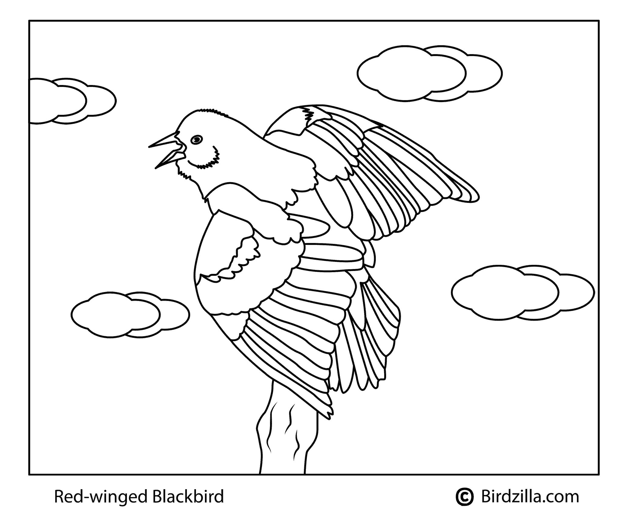 Bird coloring pages