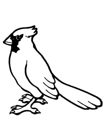 Nothern cardinal bird coloring page bird coloring pages coloring pages bee coloring pages