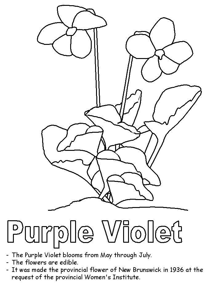 Purple violet coloring page