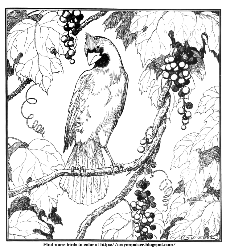 Crayon palace a coloring page of a cardinal