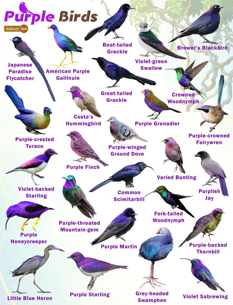 Purple birds â facts list pictures