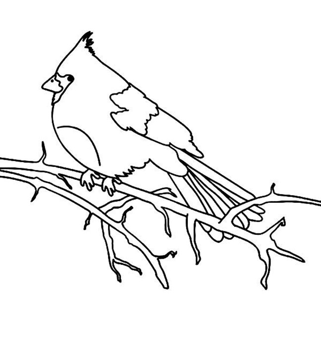 Cardinal coloring pages