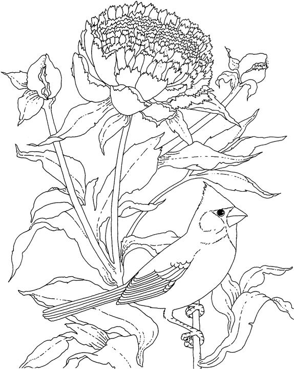 Indiana cardinal coloring page purple kitty