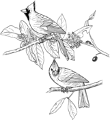 Northern cardinal coloring pages free coloring pages