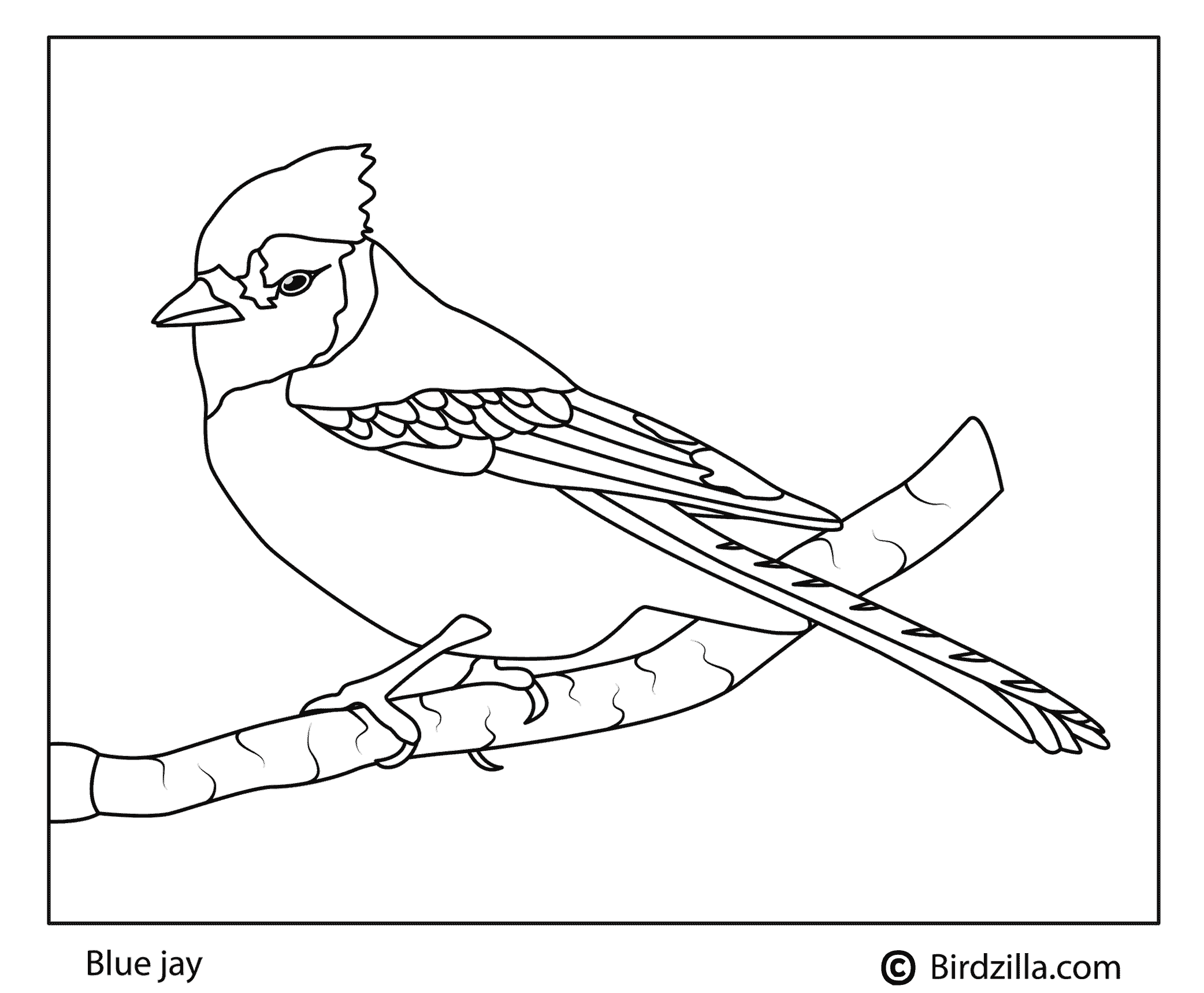 Bird coloring pages