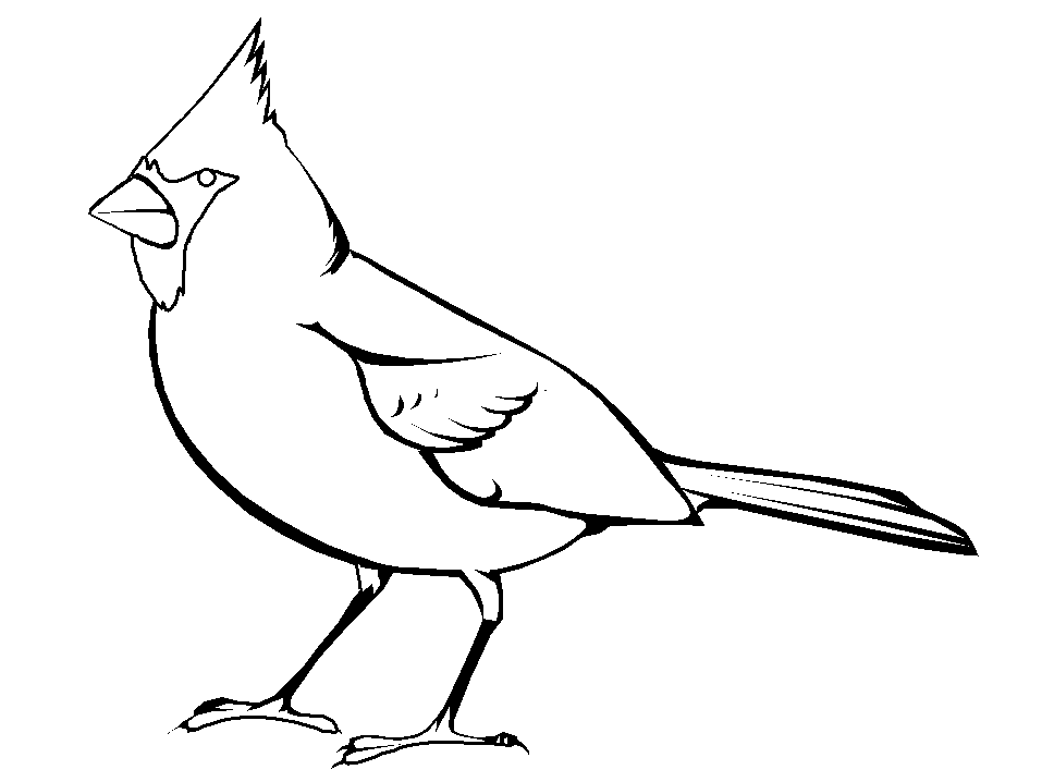 Cardinal bird coloring pages coloring pages for kids coloring pages