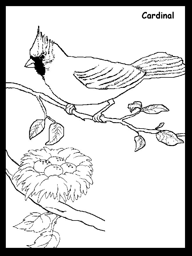 Cardinal coloring pages