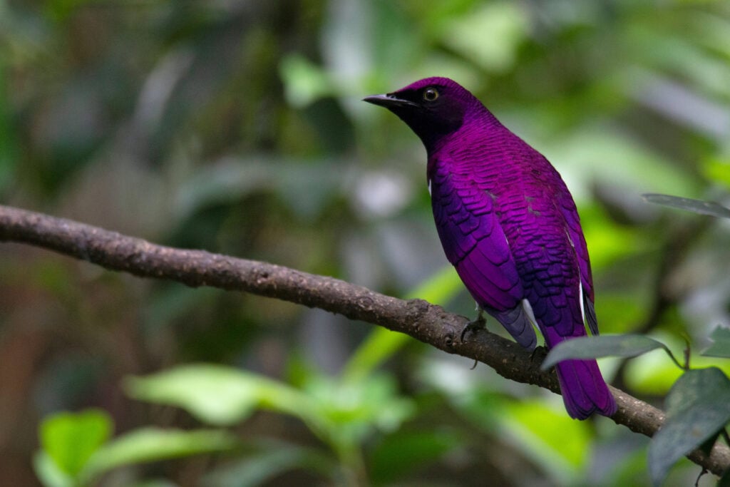 Bird colors symbolic meanings explained