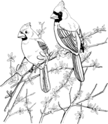 Northern cardinal coloring pages free coloring pages