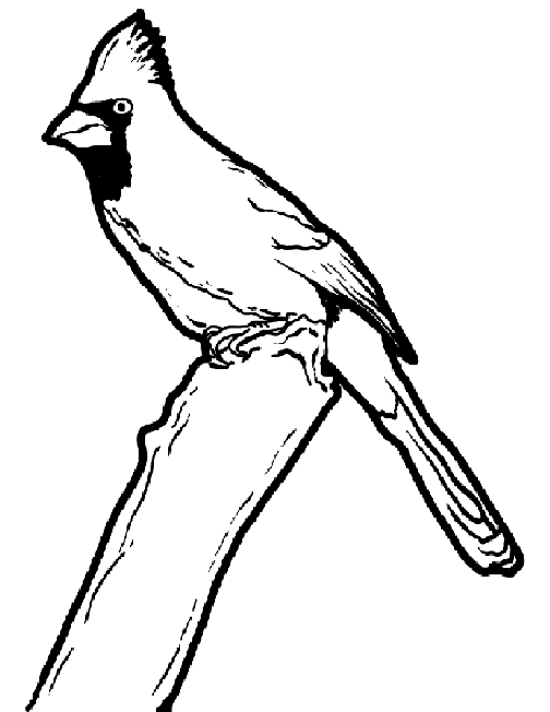 Cardinal coloring pages