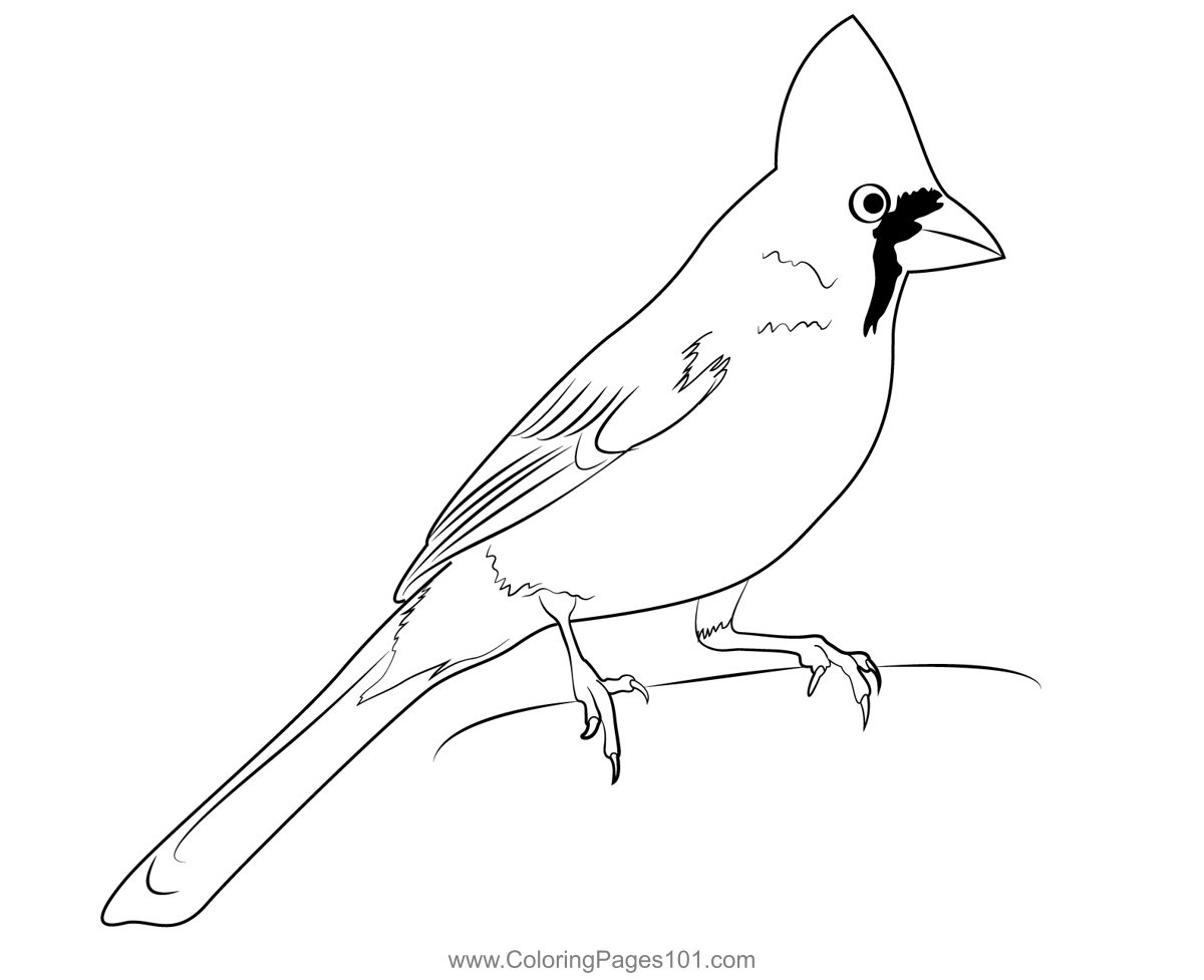 Cardinal coloring page in coloring pages color printable coloring pages