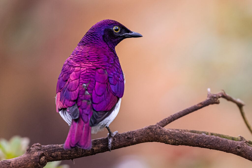 Purple animals found in nature