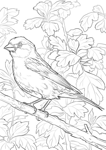 Purple finch coloring page free printable coloring pages