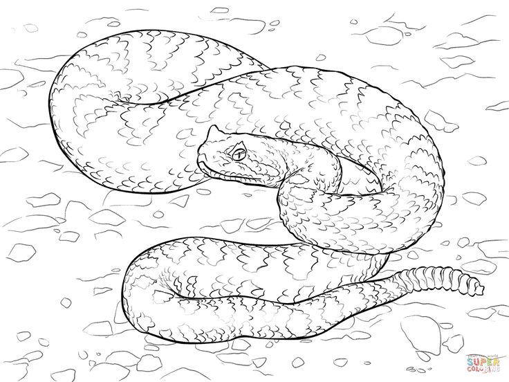 Sonoran desert sidewinder coloring page free printable coloring pages snake coloring pages coloring pages printable coloring pages