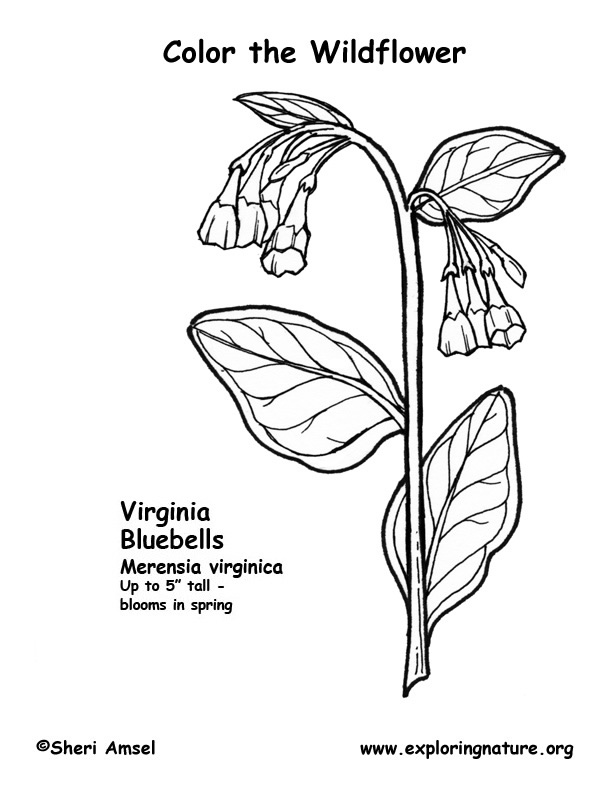 Bluebells virginia coloring page