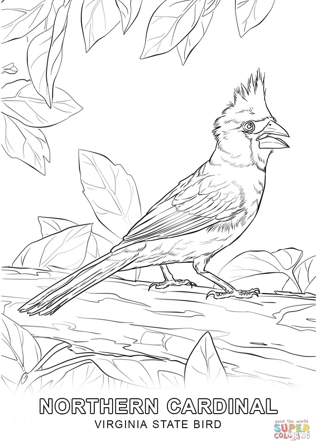 Virginia state bird coloring page free printable coloring pages