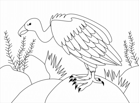 Vulture coloring page free printable coloring pages