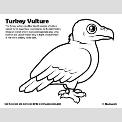 Vulture festival activity page athens