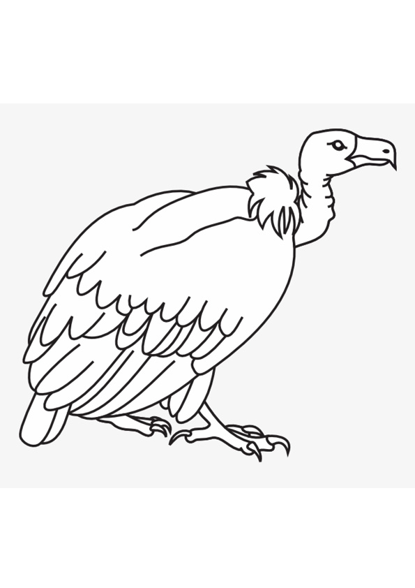 Coloring pages vulture coloring sheets for kids