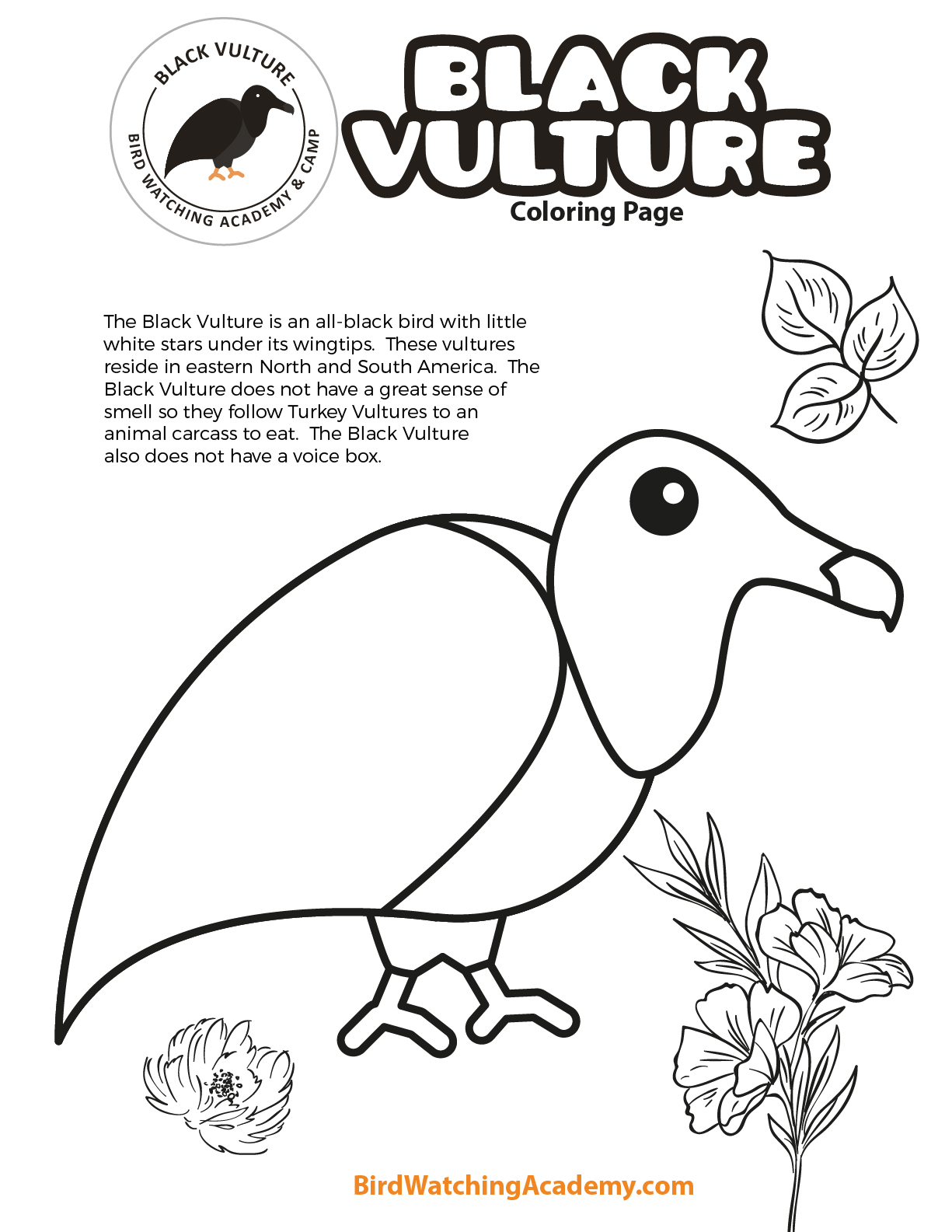 Black vulture coloring page