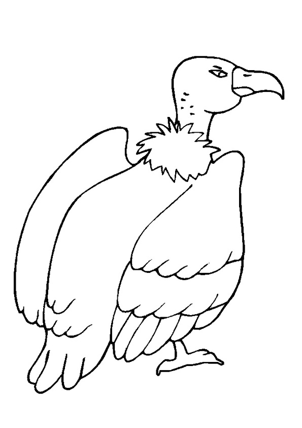 Coloring pages vulture printable coloring pages